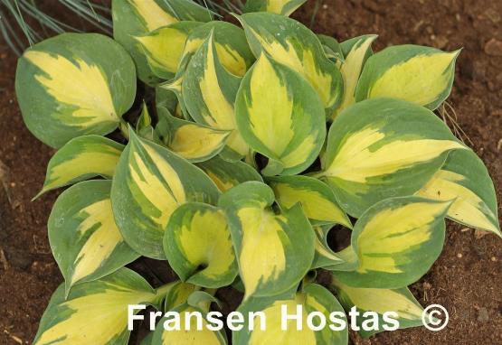 Hosta Beach Boy